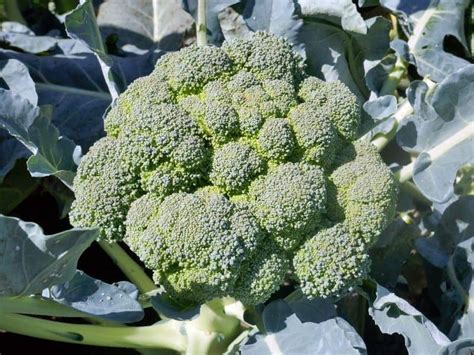 How To Grow Broccoli In Your Garden