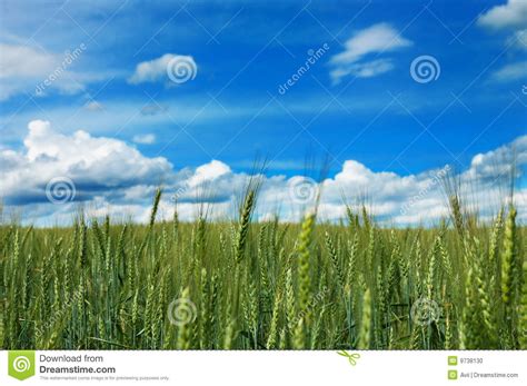 Green Field Of Wheat With Cloudy Blue Sky Stock Photo Image Of