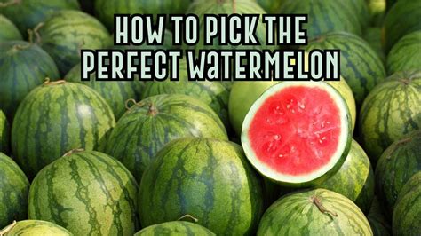 How To Pick The Perfect Watermelon Youtube
