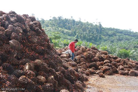 This study was aimed at identifying indigenous microorganisms from palm oil mill effluent (pome) and to ascertain the microbial load. Piles of oil palm fruit at a palm oil mill -- borneo_5116