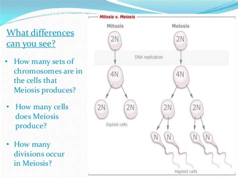 How many replicated chromosomes are in during meiosis 2, the secondary oocyte divides unevenly, which one cell (the ovum) receiving half explain how meiotic events, as well as the random fertilization of eggs and sperm, together lead to. Mitosis vs. meiosis