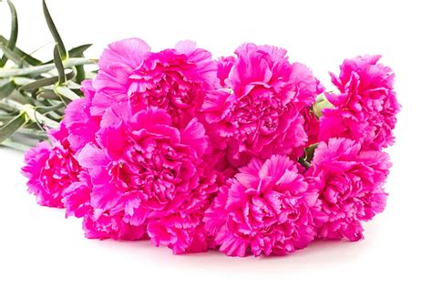 Hd Wallpaper Carnations Flowers Pink Carnation Flowers Many Pink