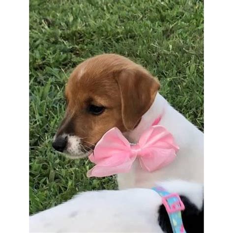 Below is a sample search of our jack russell terrier breeders with puppies for sale. Sweet Jack Russell Terrier Female Puppy in Raleigh, North ...