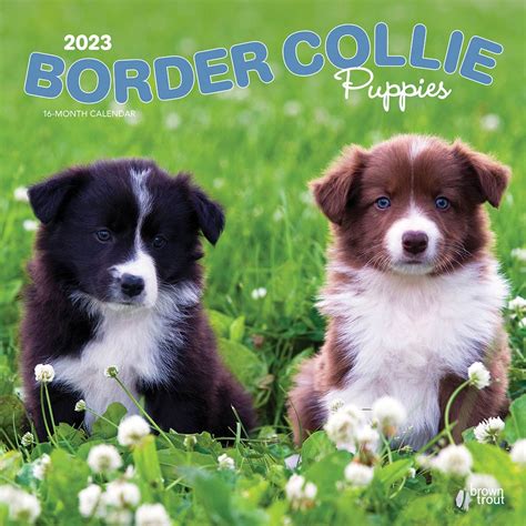 Border Collie Puppies 2023 Square Wall Calendar Browntrout