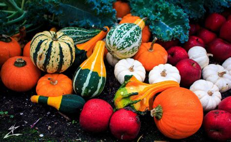 How To Plant A Fall Vegetable Garden