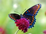 The Butterfly Flower Images