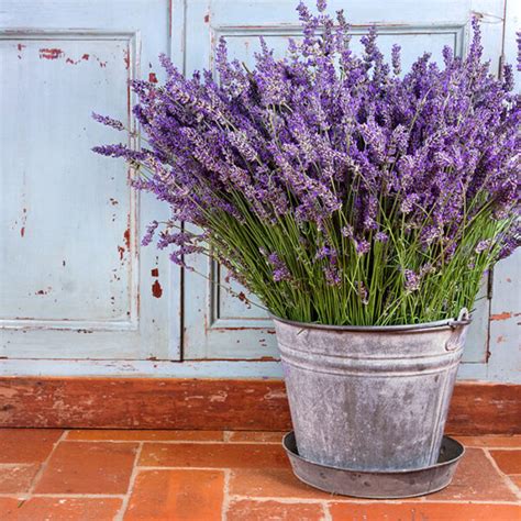 How To Grow Lavender Indoors Five Spot Green Living