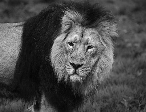 Closeup Of A Male Lion Walking Towards The Camera Popular Zoo Animals