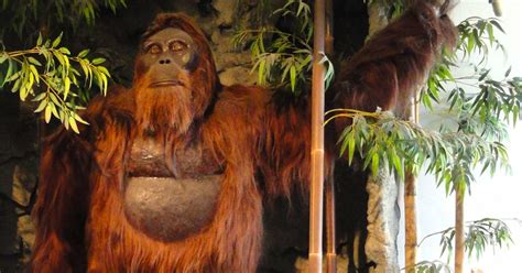 10 enormous details surrounding gigantopithecus the largest ape that ever lived factionary