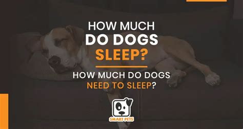 How Much Do Dogs Sleep How Much Do Dogs Need To Sleep