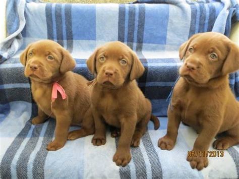 Maybe you would like to learn more about one of these? AKC Labrador Retriever Puppies for Sale in Kernville, Oregon Classified | AmericanListed.com