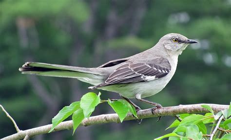 Top 18 Beautiful Birds Of Virginia Facts Pictures