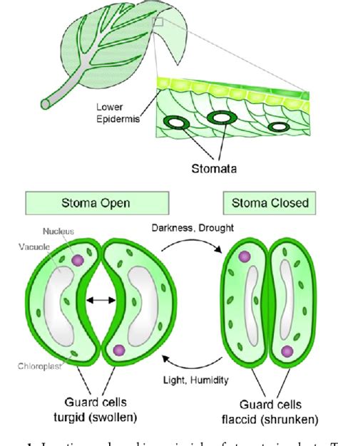 Figure 1 From Smart Hydrogel Based Valves Inspired By The Stomata In