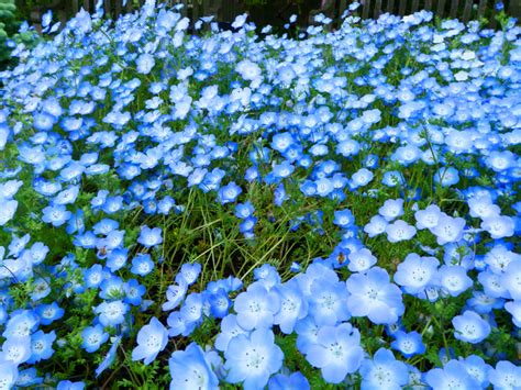 How To Grow Baby Blue Eyes Flowers Nemophila Menziesii