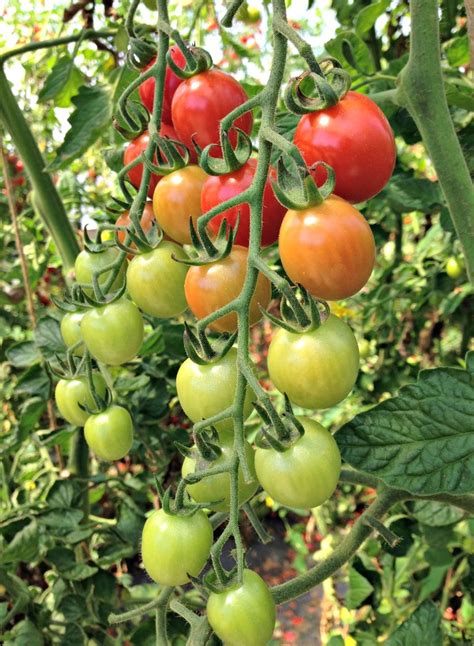 Growing Great Tomatoes Dos And Donts For Best Success