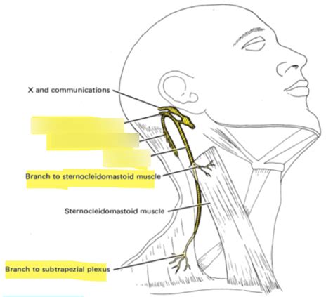 Cranial Nerve XI Accessory Nerve Diagram Quizlet