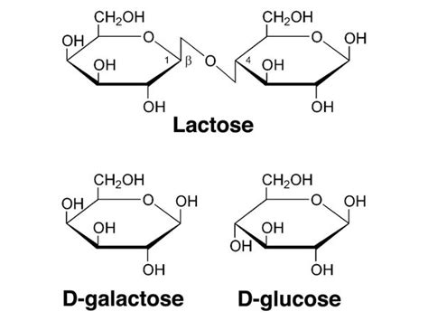 Properties Of Disaccharides A Level Biology Revision Notes