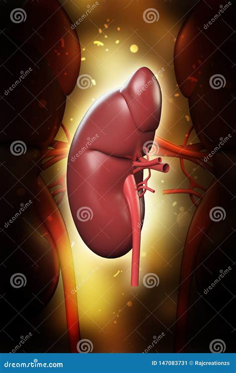 3d Rendered Kidney On Color Background Stock Image Image Of Healthy