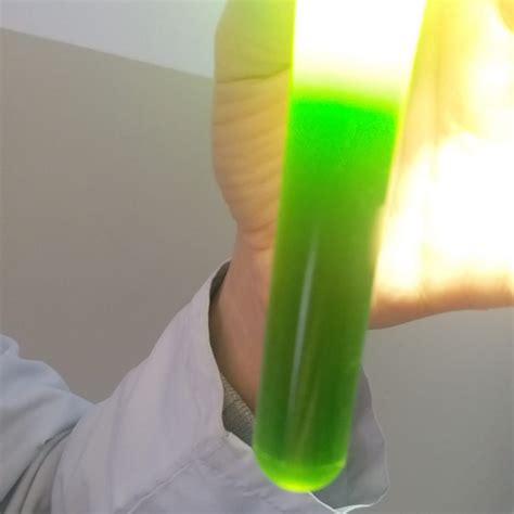 Fluorescent Properties Of Chlorophyll Pigment Scientix Blog Scientix Blog