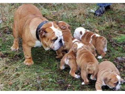 You will find french bulldog dogs for adoption and puppies for sale under the listings here. Excellent Litter /english Bulldog Puppies For Sale ...