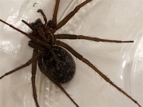 Eratigena Duellica Giant House Spider In North Bend Oregon United States