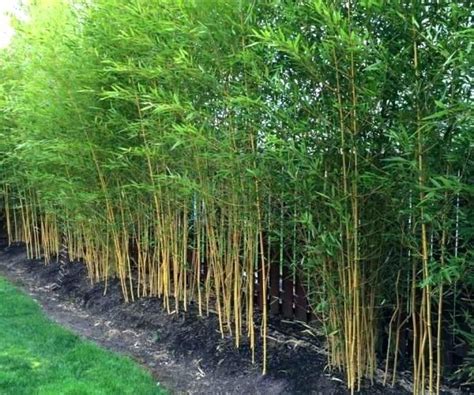 Live Bamboo Fence Willow Fence Live Bamboo Fence Ideas Bamboo