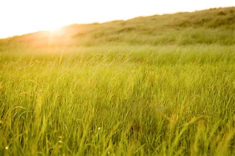 Tall Grass Field At Sunset Digital Backdrop 1 Digital Etsy Uk