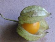 But the truth is that cape gooseberries can help with that too. Gooseberries nutrition facts and health benefits