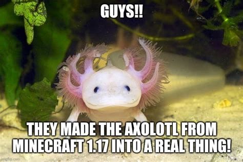 Minecraft Axolotl Memes And S Imgflip