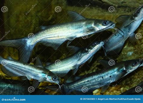 The Channel Catfish Ictalurus Punctatus Invasive Species In Spain