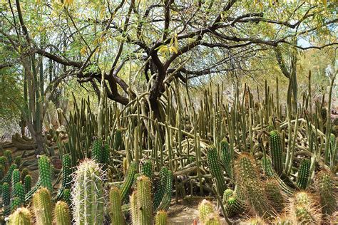 Cactus Forest Photograph By Aimee L Maher Photography And Art Visit