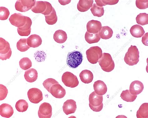 Small Lymphocyte Stock Image P2480290 Science Photo Library