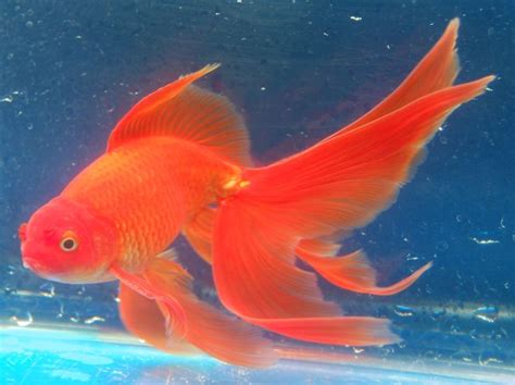 Goldfish Beautiful Long Finned Fantail Goldfish For