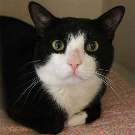Adopted Oliver Is A 2 Year Old Neutered Male Tuxedo Black And White