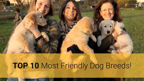 Friendly Dogs Top 10 Most Friendly Dog Breeds In The