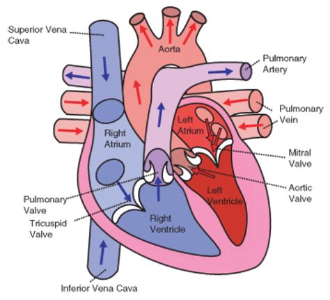Circulatory System ‹ Opencurriculum