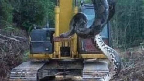 Brazilian Construction Workers Find 30 Foot Anaconda Boston 25 News