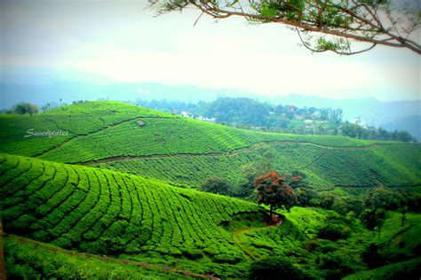 Tea Gardens Munnar Kerala Savory Tales