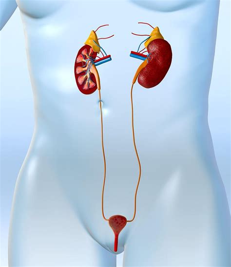 Female Urinary System Artwork Photograph By Roger Harris