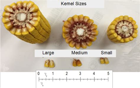 Step Assess The Nominal Kernel Size