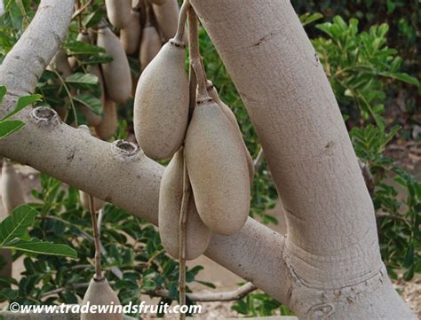 Sausage Tree Kigelia Pinnata Seeds