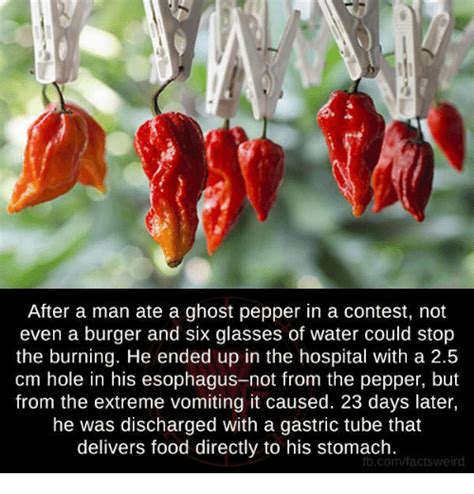 3,034,860 likes · 17,634 talking about this · 18,021,403 were here. After a Man Ate a Ghost Pepper in a Contest Not Even a ...