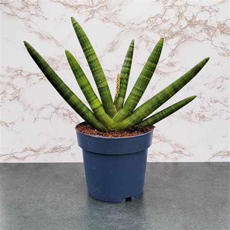 Cylindrical Snake Plant Sansevieria Boncel Or Starfish Tropicals