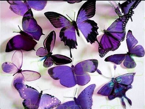Beautiful Butterflies Purple And Teal Pinterest
