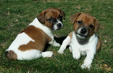 Registered English Jack Russell Terrier Puppies English Jack Russell