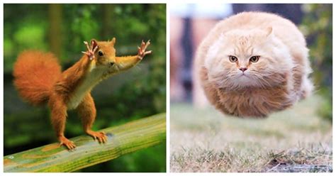 25 Perfectly Timed And Hilarious Animal Pictures Small Joys