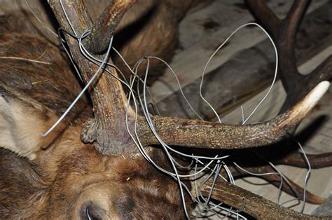 Hast Wildlife Adventures Interesting Kentucky Elk Harvested