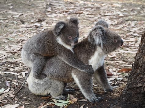 Four Days Of Wildlife Escape To Kangaroo Island Free Two Roam