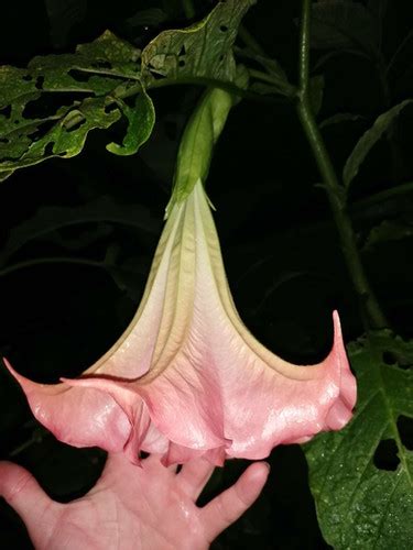 Brugmansia Pink Perfektion Exotic Earth Plants
