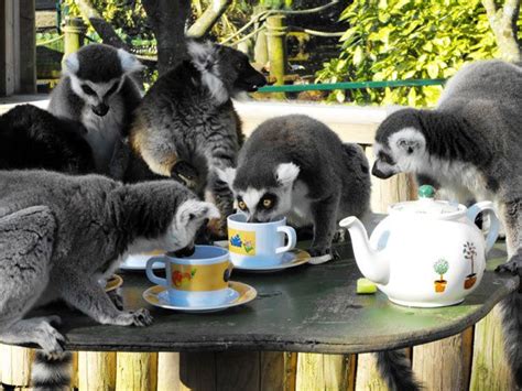 Animals Drinking Coffee